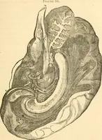 An illustration from The mysteries of human nature explained by a new system of nervous physiology : to which is added, a review of the errors of spiritualism, and instructions for developing or resisting the influence by which subjects and mediums are made / by J. Stanley Grimes. (1860)