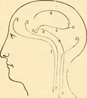 An illustration from The mysteries of human nature explained by a new system of nervous physiology : to which is added, a review of the errors of spiritualism, and instructions for developing or resisting the influence by which subjects and mediums are made / by J. Stanley Grimes. (1860)