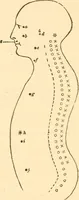 Picture 31 of 40 from The mysteries of human nature explained by a new system of nervous physiology : to which is added, a review of the errors of spiritualism, and instructions for developing or resisting the influence by which subjects and mediums are made / by J. Stanley Grimes. (1860), leaf 206