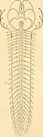 An illustration from The mysteries of human nature explained by a new system of nervous physiology : to which is added, a review of the errors of spiritualism, and instructions for developing or resisting the influence by which subjects and mediums are made / by J. Stanley Grimes. (1860)