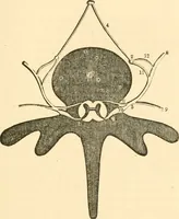 Picture 33 of 40 from The mysteries of human nature explained by a new system of nervous physiology : to which is added, a review of the errors of spiritualism, and instructions for developing or resisting the influence by which subjects and mediums are made / by J. Stanley Grimes. (1860), leaf 211
