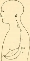 An illustration from The mysteries of human nature explained by a new system of nervous physiology : to which is added, a review of the errors of spiritualism, and instructions for developing or resisting the influence by which subjects and mediums are made / by J. Stanley Grimes. (1860)