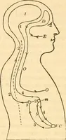 An illustration from The mysteries of human nature explained by a new system of nervous physiology : to which is added, a review of the errors of spiritualism, and instructions for developing or resisting the influence by which subjects and mediums are made / by J. Stanley Grimes. (1860)