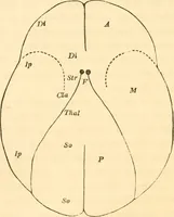 An illustration from The mysteries of human nature explained by a new system of nervous physiology : to which is added, a review of the errors of spiritualism, and instructions for developing or resisting the influence by which subjects and mediums are made / by J. Stanley Grimes. (1860)