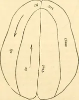 An illustration from The mysteries of human nature explained by a new system of nervous physiology : to which is added, a review of the errors of spiritualism, and instructions for developing or resisting the influence by which subjects and mediums are made / by J. Stanley Grimes. (1860)
