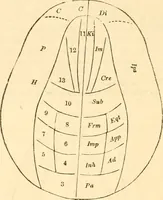 An illustration from The mysteries of human nature explained by a new system of nervous physiology : to which is added, a review of the errors of spiritualism, and instructions for developing or resisting the influence by which subjects and mediums are made / by J. Stanley Grimes. (1860)