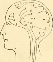 An illustration from The mysteries of human nature explained by a new system of nervous physiology : to which is added, a review of the errors of spiritualism, and instructions for developing or resisting the influence by which subjects and mediums are made / by J. Stanley Grimes. (1860)