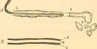 Picture 3 of 40 from The mysteries of human nature explained by a new system of nervous physiology : to which is added, a review of the errors of spiritualism, and instructions for developing or resisting the influence by which subjects and mediums are made / by J. Stanley Grimes. (1860), leaf 52