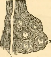 Picture 4 of 40 from The mysteries of human nature explained by a new system of nervous physiology : to which is added, a review of the errors of spiritualism, and instructions for developing or resisting the influence by which subjects and mediums are made / by J. Stanley Grimes. (1860), leaf 54