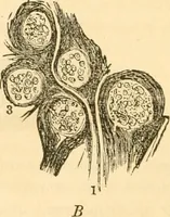 Picture 5 of 40 from The mysteries of human nature explained by a new system of nervous physiology : to which is added, a review of the errors of spiritualism, and instructions for developing or resisting the influence by which subjects and mediums are made / by J. Stanley Grimes. (1860), leaf 54