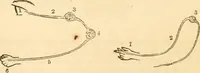 Picture 6 of 40 from The mysteries of human nature explained by a new system of nervous physiology : to which is added, a review of the errors of spiritualism, and instructions for developing or resisting the influence by which subjects and mediums are made / by J. Stanley Grimes. (1860), leaf 56