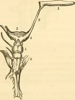 Picture 8 of 40 from The mysteries of human nature explained by a new system of nervous physiology : to which is added, a review of the errors of spiritualism, and instructions for developing or resisting the influence by which subjects and mediums are made / by J. Stanley Grimes. (1860), leaf 59