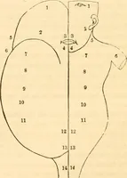 An illustration from The mysteries of human nature explained by a new system of nervous physiology : to which is added, a review of the errors of spiritualism, and instructions for developing or resisting the influence by which subjects and mediums are made / by J. Stanley Grimes. (1860)