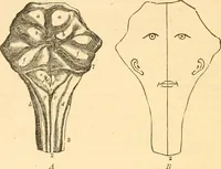 An illustration from The mysteries of human nature explained by a new system of nervous physiology : to which is added, a review of the errors of spiritualism, and instructions for developing or resisting the influence by which subjects and mediums are made / by J. Stanley Grimes. (1860)