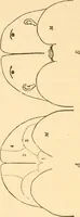 An illustration from The mysteries of human nature explained by a new system of nervous physiology : to which is added, a review of the errors of spiritualism, and instructions for developing or resisting the influence by which subjects and mediums are made / by J. Stanley Grimes. (1860)