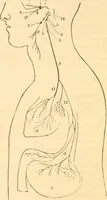 An illustration from The mysteries of human nature explained by a new system of nervous physiology : to which is added, a review of the errors of spiritualism, and instructions for developing or resisting the influence by which subjects and mediums are made / by J. Stanley Grimes. (1860)
