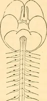 Picture 16 of 40 from The mysteries of human nature explained by a new system of nervous physiology : to which is added, a review of the errors of spiritualism, and instructions for developing or resisting the influence by which subjects and mediums are made / by J. Stanley Grimes. (1860), leaf 98