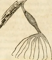 An illustration from A new system of phrenology / by J. Stanley Grimes. (1839)