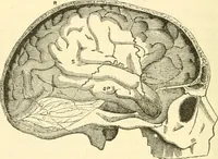 An illustration from Phrenology proved, illustrated, and applied : embracing an analysis of the primary mental powers in their various degrees of developments, the phenomena produced by their combined activity, and the location of the phrenological organs in the head : together with a view of the moral and anatomical objections to the science / by O. S. and L. N. Fowler. (1892)