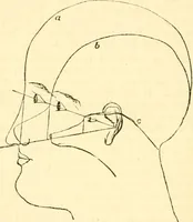 An illustration from Phrenology proved, illustrated, and applied : embracing an analysis of the primary mental powers in their various degrees of developments, the phenomena produced by their combined activity, and the location of the phrenological organs in the head : together with a view of the moral and anatomical objections to the science / by O. S. and L. N. Fowler. (1892)