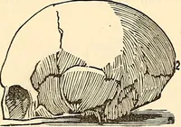 An illustration from Phrenology proved, illustrated, and applied : embracing an analysis of the primary mental powers in their various degrees of developments, the phenomena produced by their combined activity, and the location of the phrenological organs in the head : together with a view of the moral and anatomical objections to the science / by O. S. and L. N. Fowler. (1892)