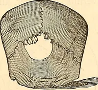 An illustration from Phrenology proved, illustrated, and applied : embracing an analysis of the primary mental powers in their various degrees of developments, the phenomena produced by their combined activity, and the location of the phrenological organs in the head : together with a view of the moral and anatomical objections to the science / by O. S. and L. N. Fowler. (1892)