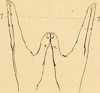 An illustration from A handbook of phrenology / by C. Donovan. (1870)