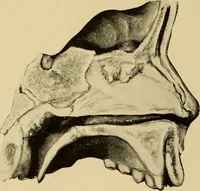 An illustration from Diseases of the ear : a text-book for practitioners and students of medicine / by Edward Bradford Dench. (1900)
