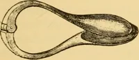 An illustration from Diseases of the ear : a text-book for practitioners and students of medicine / by Edward Bradford Dench. (1900)
