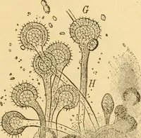 An illustration from Diseases of the ear : a text-book for practitioners and students of medicine / by Edward Bradford Dench. (1900)
