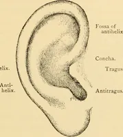 An illustration from Diseases of the ear : a text-book for practitioners and students of medicine / by Edward Bradford Dench. (1900)