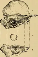 Picture 3 of 45 from Diseases of the ear : a text-book for practitioners and students of medicine / by Edward Bradford Dench. (1900), leaf 38