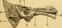 An illustration from Diseases of the ear : a text-book for practitioners and students of medicine / by Edward Bradford Dench. (1900)
