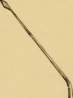 An illustration from Diseases of the ear : a text-book for practitioners and students of medicine / by Edward Bradford Dench. (1900)