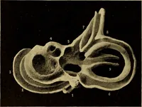 An illustration from Diseases of the ear : a text-book for practitioners and students of medicine / by Edward Bradford Dench. (1900)