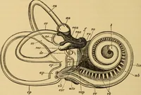 An illustration from Diseases of the ear : a text-book for practitioners and students of medicine / by Edward Bradford Dench. (1900)