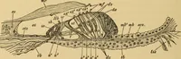 An illustration from Diseases of the ear : a text-book for practitioners and students of medicine / by Edward Bradford Dench. (1900)