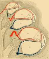 Picture 13 of 45 from Diseases of the ear : a text-book for practitioners and students of medicine / by Edward Bradford Dench. (1900), leaf 79