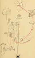 An illustration from Diseases of the ear : a text-book for practitioners and students of medicine / by Edward Bradford Dench. (1900)