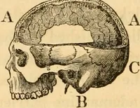 An illustration from A system of phrenology / by George Combe. (1830)