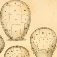 An illustration from A system of phrenology / by George Combe. (1830)