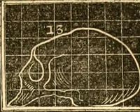 An illustration from A system of phrenology / by George Combe. (1830)