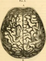 An illustration from A system of phrenology / by George Combe. (1830)
