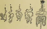 An illustration from Diseases of infants and children / by Henry Dwight Chapin and Godfrey Roger Pisek ; with 181 ill. and eleven colored plates. (1911)