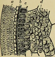 An illustration from Diseases of infants and children / by Henry Dwight Chapin and Godfrey Roger Pisek ; with 181 ill. and eleven colored plates. (1911)