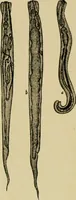 An illustration from Diseases of infants and children / by Henry Dwight Chapin and Godfrey Roger Pisek ; with 181 ill. and eleven colored plates. (1911)