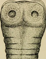 Picture 41 of 64 from Diseases of infants and children / by Henry Dwight Chapin and Godfrey Roger Pisek ; with 181 ill. and eleven colored plates. (1911), leaf 272
