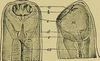 An illustration from Diseases of infants and children / by Henry Dwight Chapin and Godfrey Roger Pisek ; with 181 ill. and eleven colored plates. (1911)