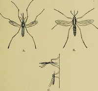 Picture 48 of 64 from Diseases of infants and children / by Henry Dwight Chapin and Godfrey Roger Pisek ; with 181 ill. and eleven colored plates. (1911), leaf 377