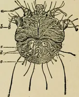An illustration from Diseases of infants and children / by Henry Dwight Chapin and Godfrey Roger Pisek ; with 181 ill. and eleven colored plates. (1911)
